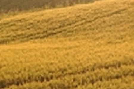 ȫк100