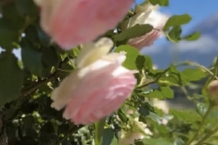 ʦŮ100