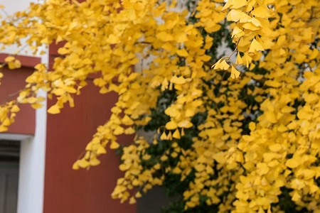 ��ƽ��Ӣ�͵����ں�����Ϸ����