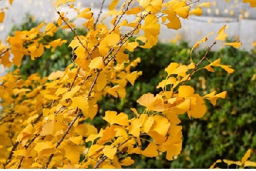 2026�깫˾ȡ�������ֻ���