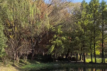 ʹ���ٻ�����Ů���������ƫ�䵭��,ʹ���ٻ�����Ů��ר�õ���Ϸ����